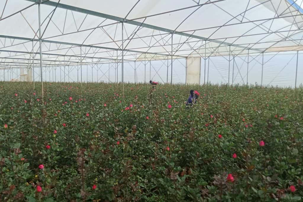 120 kWp Solaranlage Zena Roses